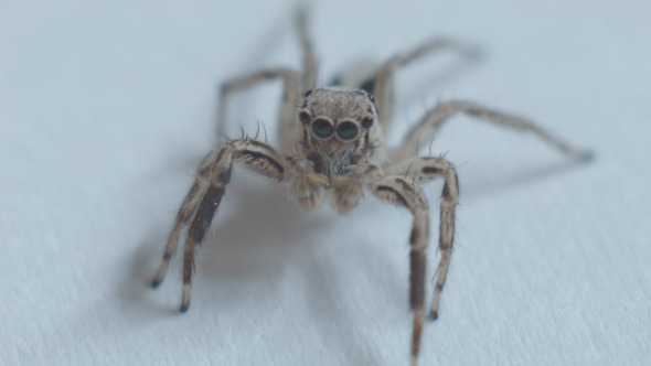Walking Spider Walking Spider