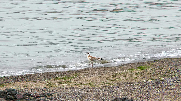 Seagull in the Water on the Beach Looking for Food Seagull in the Water on the Beach Looking for Food