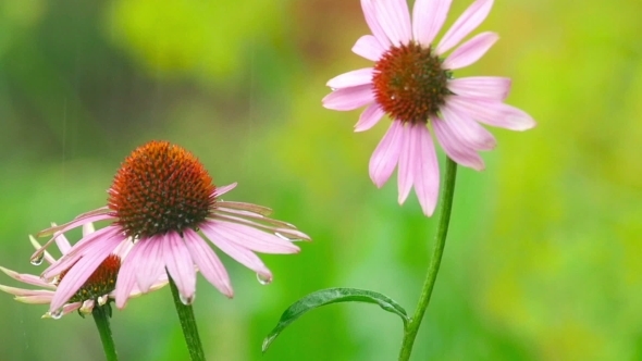 Echinacea Flowers In Rain Echinacea Flowers In Rain