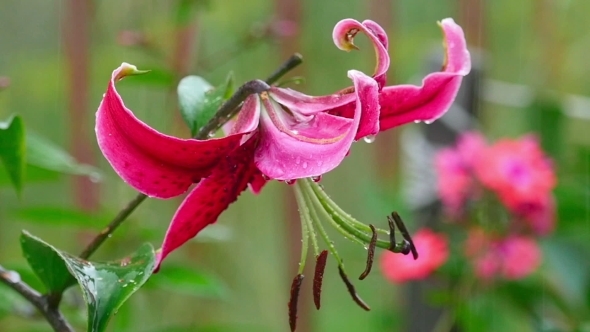 Pink Lily Flower In Rain Pink Lily Flower In Rain