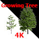 Growing Of Tree - VideoHive Item for Sale