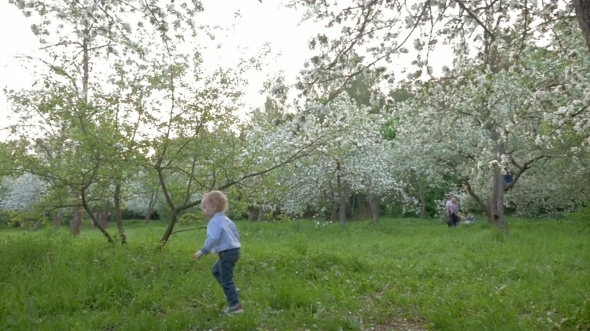 Boy Wandering Among Blooming Trees Boy Wandering Among Blooming Trees