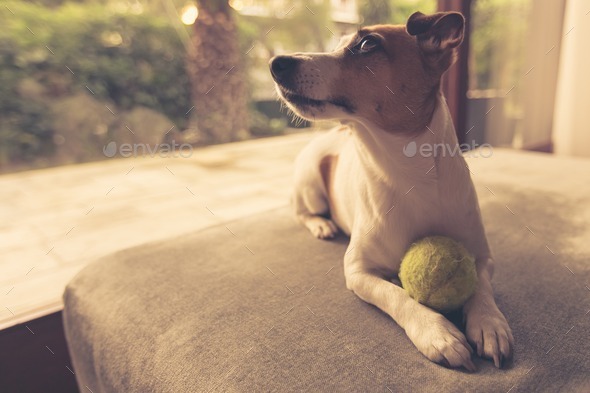 Jack Russell waiting to play fetch - Stock Photo - Images
