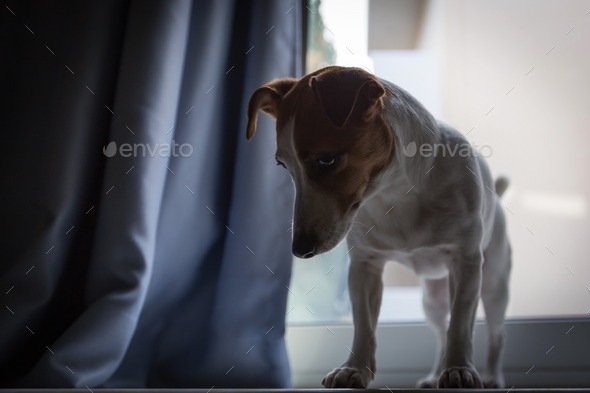 Jack Russell skeptical - Stock Photo - Images