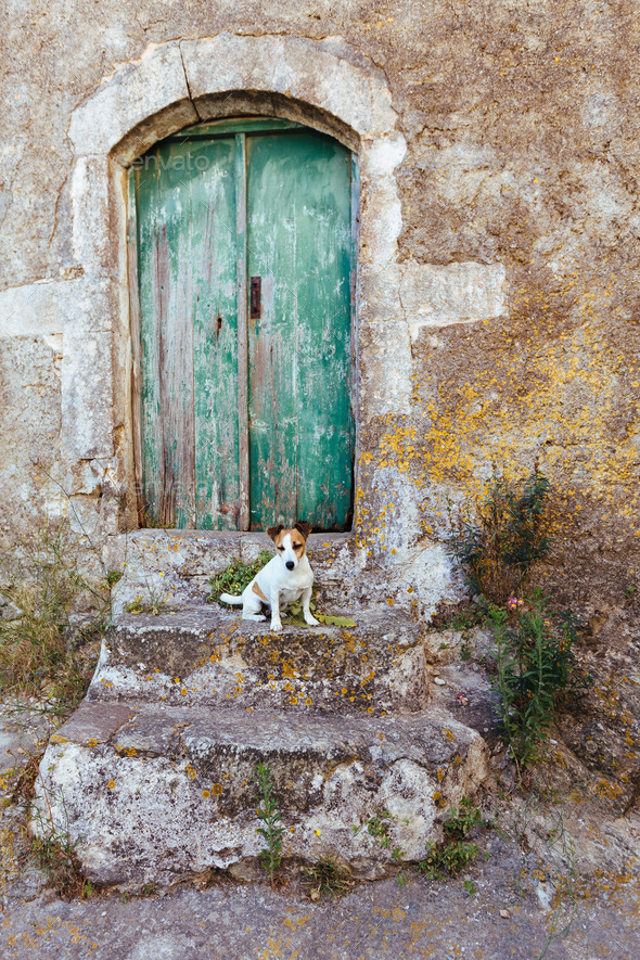 Old door and dog - Stock Photo - Images