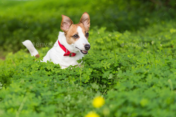 Dog in a clover field - Stock Photo - Images