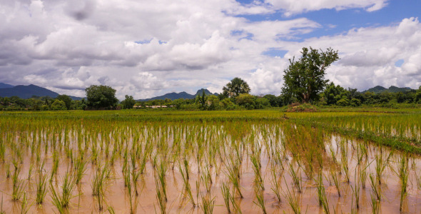 Rice Fields Rice Fields
