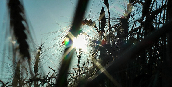 Barleys and Sun