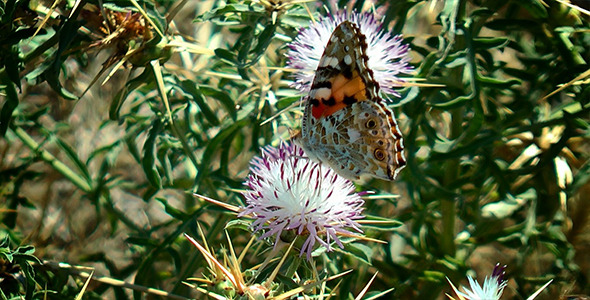 Butterfly in Nature
