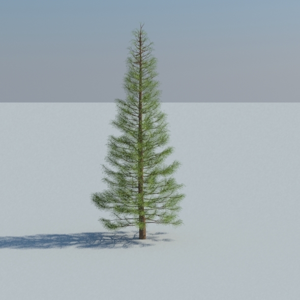 Siberian Spruce - 3Docean 12489053