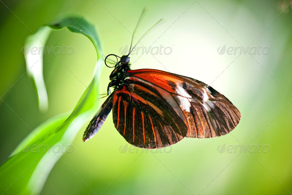 Small Postman Butterfly - Stock Photo - Images