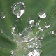 Water Dew Drops On Leaf - VideoHive Item for Sale