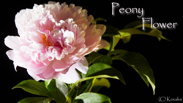 Peony Flowering