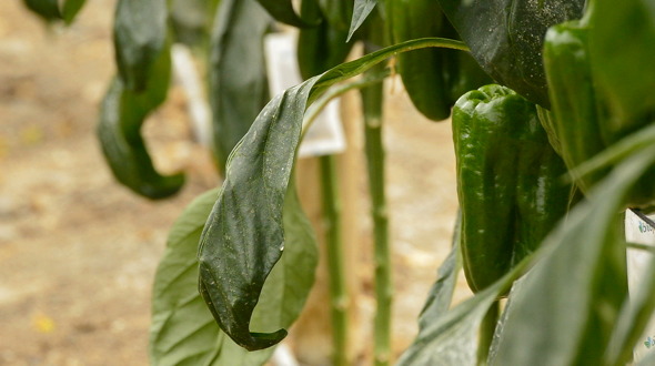 Pepper Fruit Hanging at Branch in Greenhouse Pepper Fruit Hanging at Branch in Greenhouse