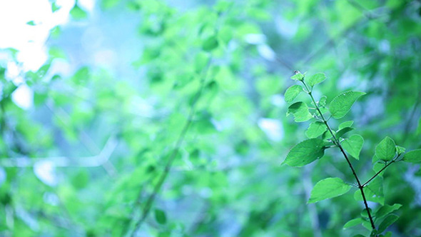 Green Leaf In Nature 663