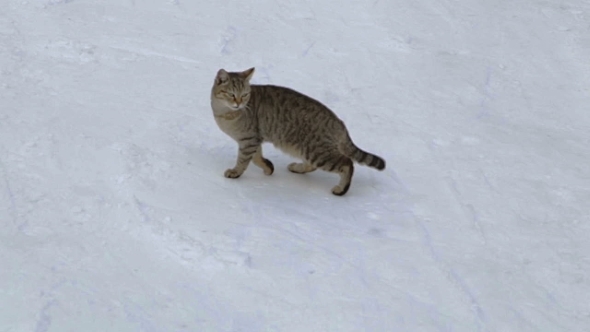 Cat On a Winter Walk Cat On a Winter Walk