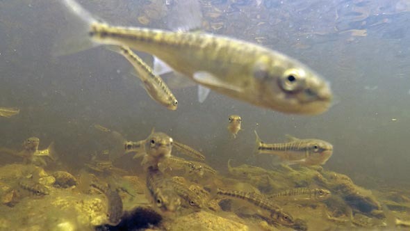 Fish Underwater in Fast Flowing River Fish Underwater in Fast Flowing River