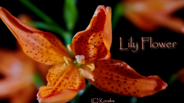 Opening Orange Lily Flower
