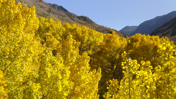 Drone Flight Over the Trees Covered with Lush Autumn Foliage of Bright Yellow Color. alt