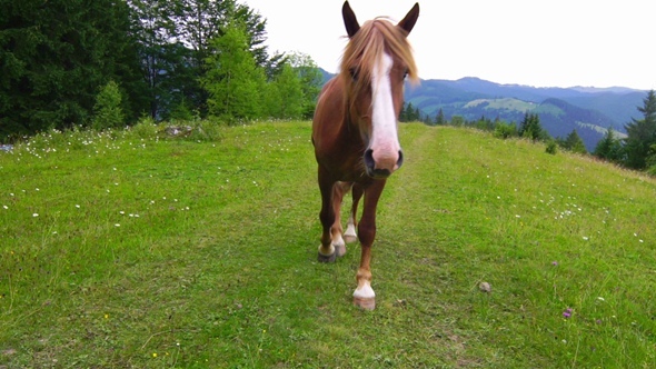 Horse Grazing in a Meadow Horse Grazing in a Meadow