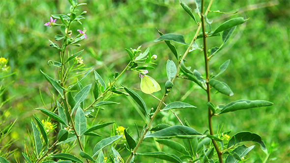 Butterfly on a Flower
