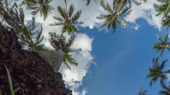 Tropical Paradise Palm Trees Against Blue Sky Tropical Paradise Palm Trees Against Blue Sky