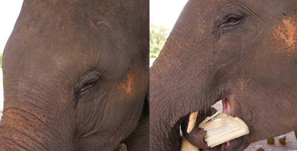 Head Of Elephant alt