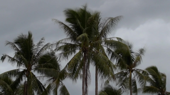 Cloudy Gloomy Evening Sky With Coconut Palm Trees Cloudy Gloomy Evening Sky With Coconut Palm Trees