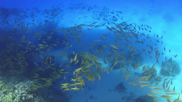 Huge Shoal of Yellow Fish on Coral Reef