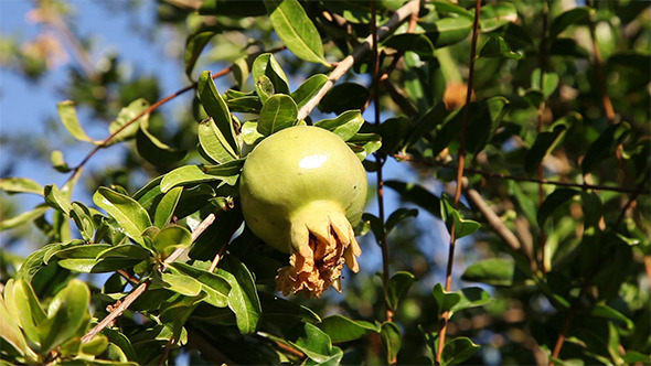 Pomegranate On Branch Pomegranate On Branch