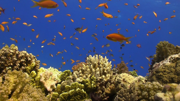 Tropical Fish on Vibrant Coral Reef Tropical Fish on Vibrant Coral Reef