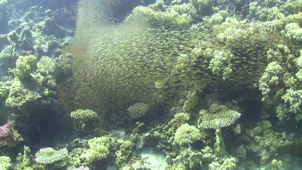 Huge Shoal of Small Fish on Coral Reef Huge Shoal of Small Fish on Coral Reef