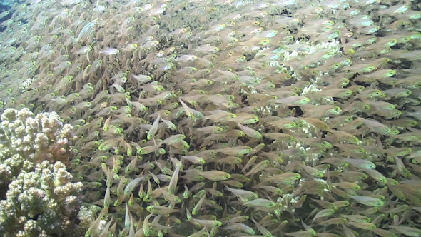 Huge Shoal of Small Fish on Coral Reef Huge Shoal of Small Fish on Coral Reef