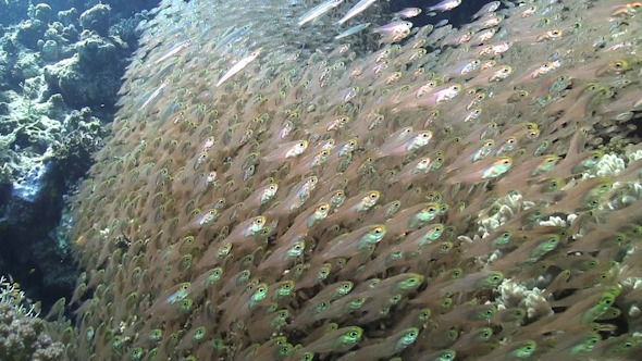 Huge Shoal of Small Fish on Coral Reef Huge Shoal of Small Fish on Coral Reef