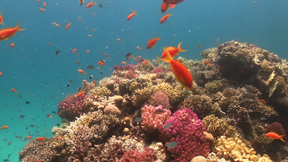 Tropical Fish on Vibrant Coral Reef Tropical Fish on Vibrant Coral Reef
