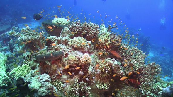 Tropical Fish on Vibrant Coral Reef Tropical Fish on Vibrant Coral Reef
