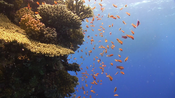 Tropical Fish on Vibrant Coral Reef Tropical Fish on Vibrant Coral Reef