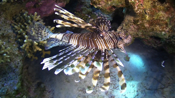 African Lionfish on Coral Reef African Lionfish on Coral Reef