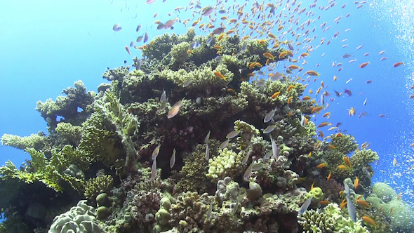 Tropical Fish on Vibrant Coral Reef Tropical Fish on Vibrant Coral Reef