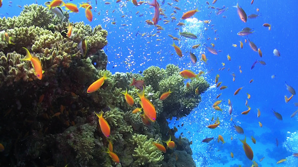 Tropical Fish on Vibrant Coral Reef Tropical Fish on Vibrant Coral Reef