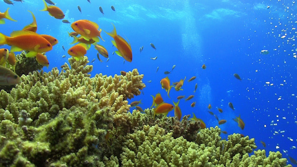 Tropical Fish on Vibrant Coral Reef Tropical Fish on Vibrant Coral Reef