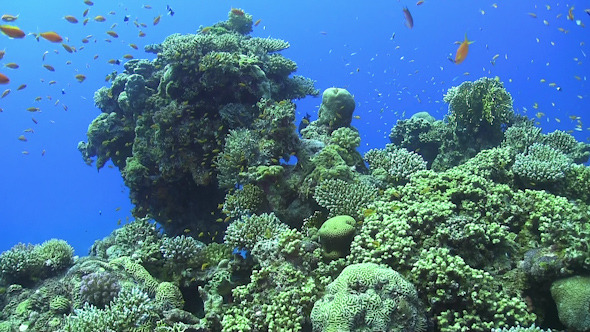 Tropical Fish on Vibrant Coral Reef Tropical Fish on Vibrant Coral Reef