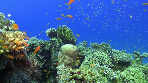 Tropical Fish on Vibrant Coral Reef Tropical Fish on Vibrant Coral Reef