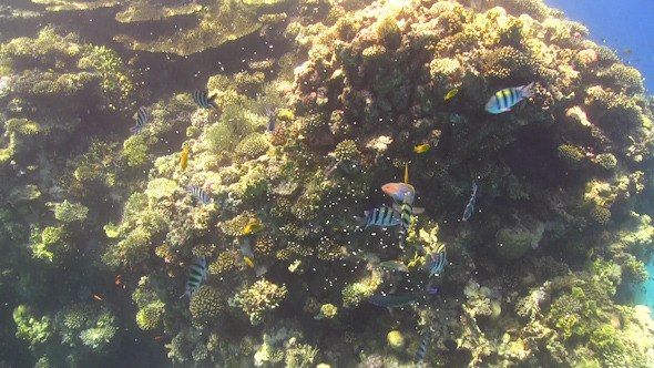 Tropical Fish Feeding on Vibrant Coral Reef Tropical Fish Feeding on Vibrant Coral Reef