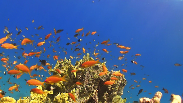 Tropical Fish on Vibrant Coral Reef Tropical Fish on Vibrant Coral Reef