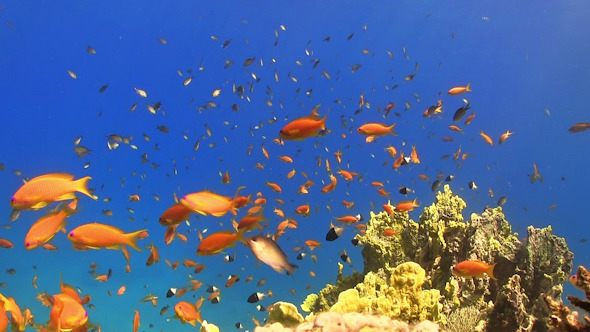 Tropical Fish on Vibrant Coral Reef Tropical Fish on Vibrant Coral Reef