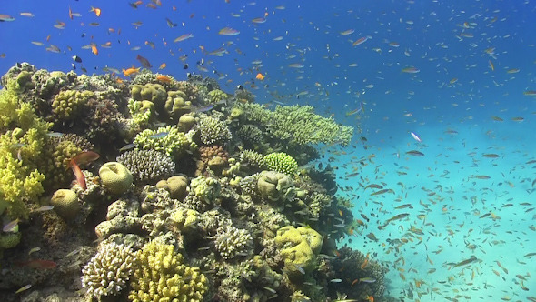Tropical Fish on Vibrant Coral Reef Tropical Fish on Vibrant Coral Reef