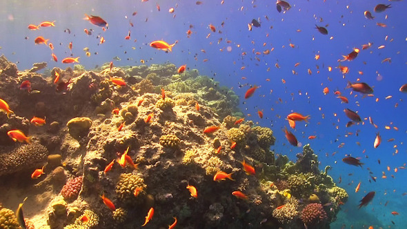 Tropical Fish on Vibrant Coral Reef Tropical Fish on Vibrant Coral Reef