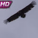 Bird of Prey Circling in the Sky - VideoHive Item for Sale