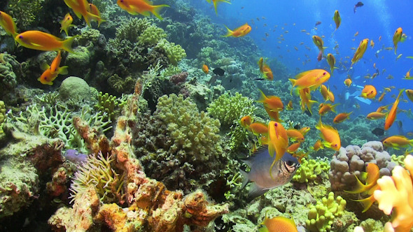 Tropical Fish on Vibrant Coral Reef Tropical Fish on Vibrant Coral Reef